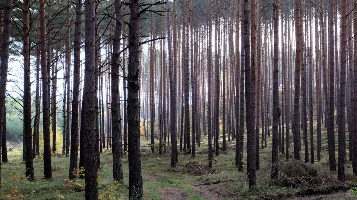 Comparative Environmental Impact